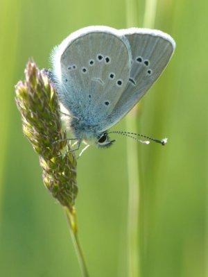 photo Azuré des Anthyllides (L')