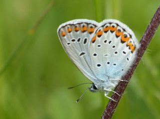 photo Azuré des Coronilles (L')