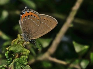 photo Thécla du Prunier (La)