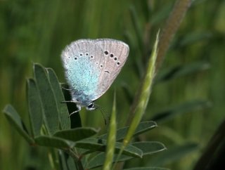 photo Azuré des Cytises (L')
