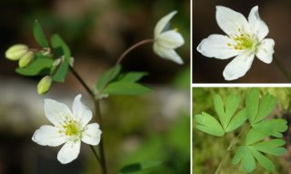 photo Isopyre faux pigamon