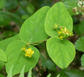 photo Millepertuis androsème