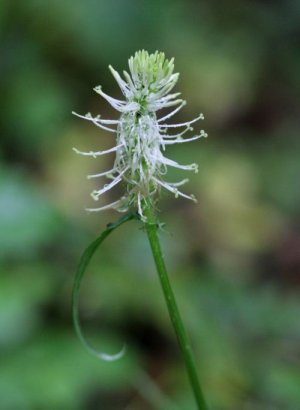 photo Raiponce en épi