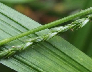 photo Laîche maigre