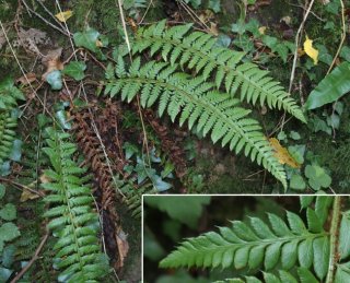 photo Polystic à aiguillons