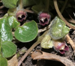 photo Asaret d'Europe