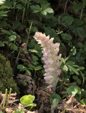 photo Lathrée écailleuse