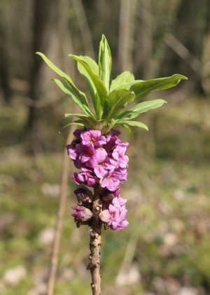 photo Daphné bois-joli