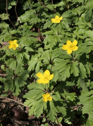 photo Anémone fausse renoncule