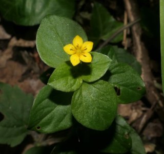 photo Lysimaque des bois