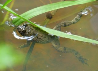 photo Sonneur à ventre jaune (Le)
