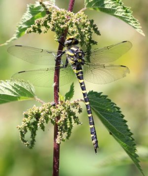 photo Cordulégastre annelé (Le)