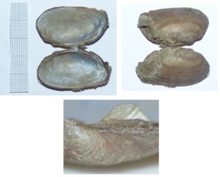 photo Mulette épaisse