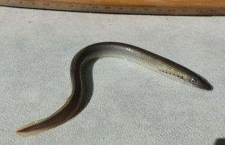 photo Lamproie de Planer