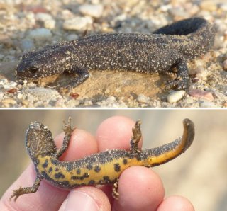 photo Triton crêté (Le)