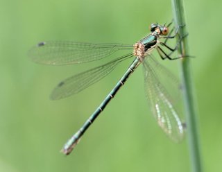 photo Leste des bois