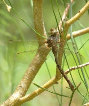 photo Aeschne paisible (L')