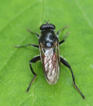 photo Brachypalpoides lentus