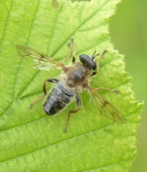 photo Criorhina asilica