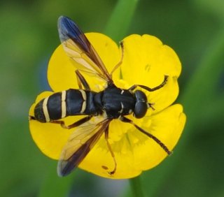 photo Temnostoma bombylans