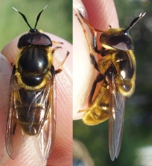 photo Callicera aurata