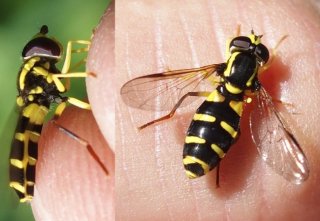 photo Xanthogramma stackelbergi