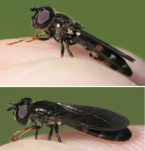 photo Pyrophaena rosarum