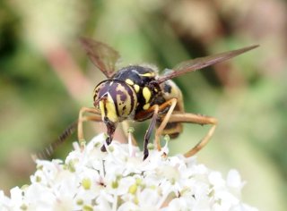photo Spilomyia manicata