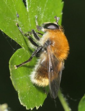 photo Criorhina floccosa