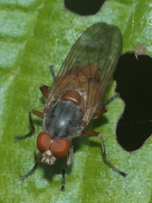 photo Brachyopa scutellaris