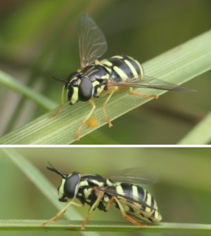 photo Chrysotoxum elegans