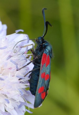 photo Zygène transalpine (La)