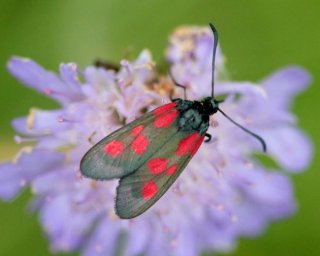 photo Zygène des Thérésiens (La)