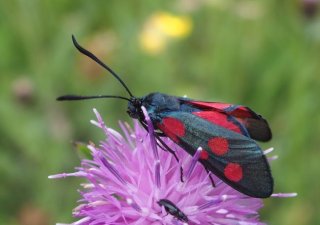 photo Zygène des bois (La)