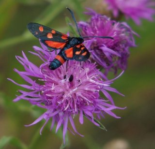 photo Zygène de la Coronille variée (La)