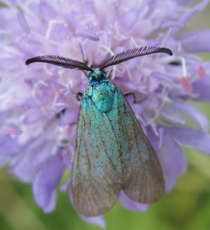 photo Procris de l'Oseille (Le)
