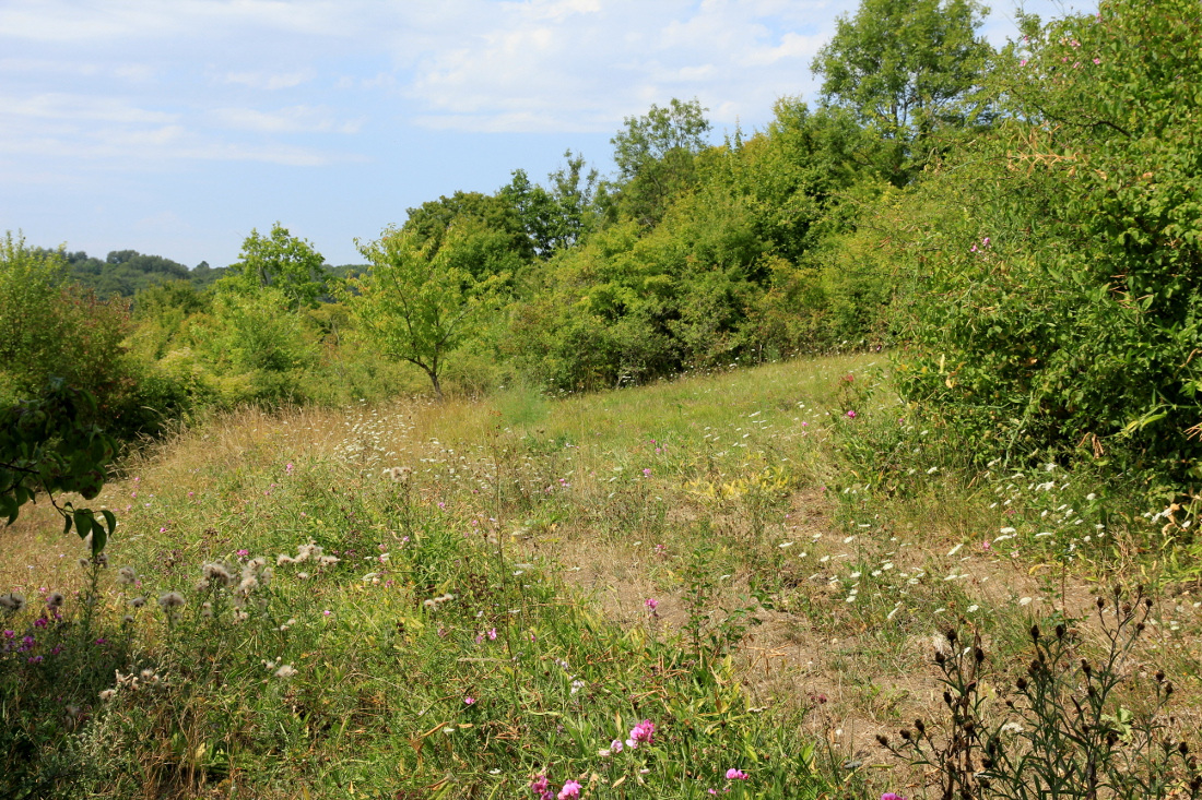 Paysage vallée du Petit-Morin