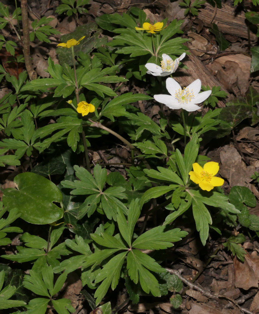 Anémone fausse-renoncule (fleurs jaunes) et Anémonde des bois (fleurs blanches).